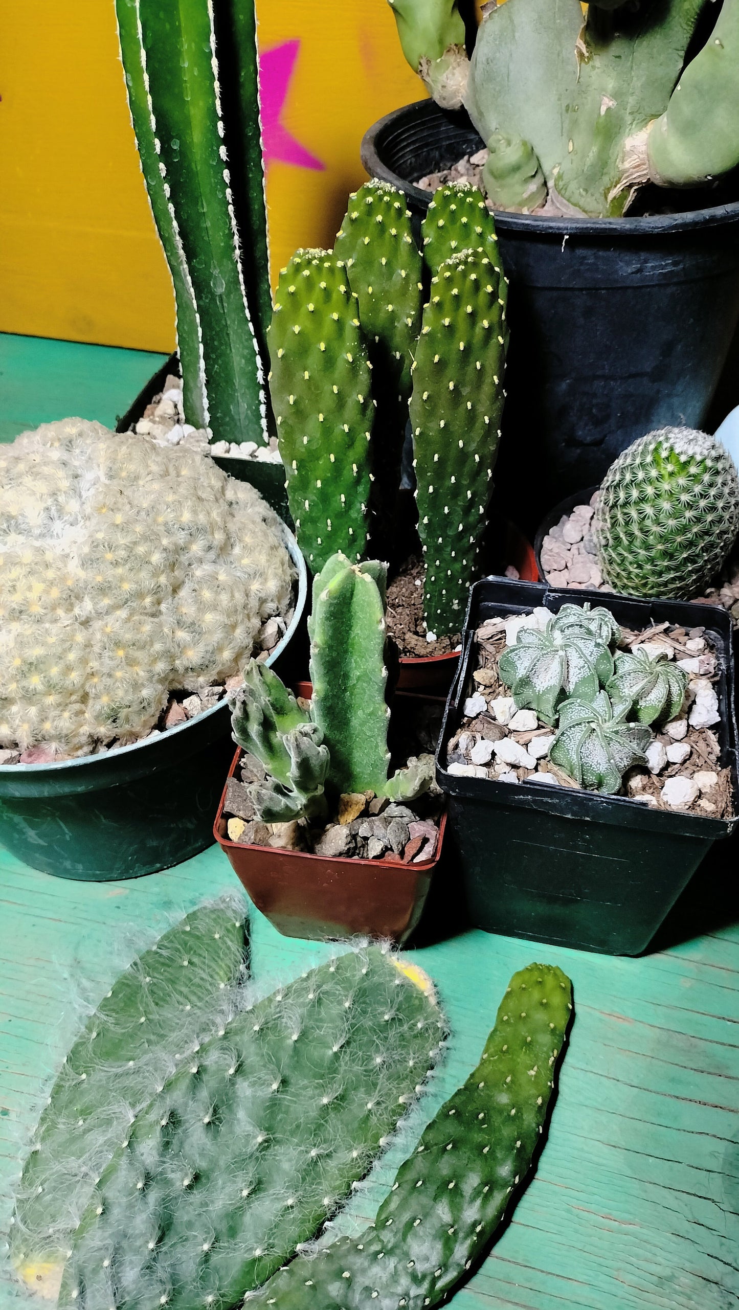 The Ouchless Box ~ Spineless Easy Handling Cactus Selection ~ Grower's Choice Succulent Mystery Box ~ Pet Safe Plants ~ Kid Friendly Cacti