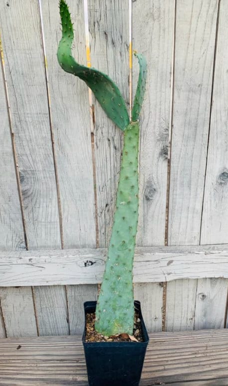 Opuntia Linguiformis "Cow's Tongue" - Yellow Flowering Prickly Pear - Fruiting Edible Desert Long Tall Padded Succulent Tree from Arizona