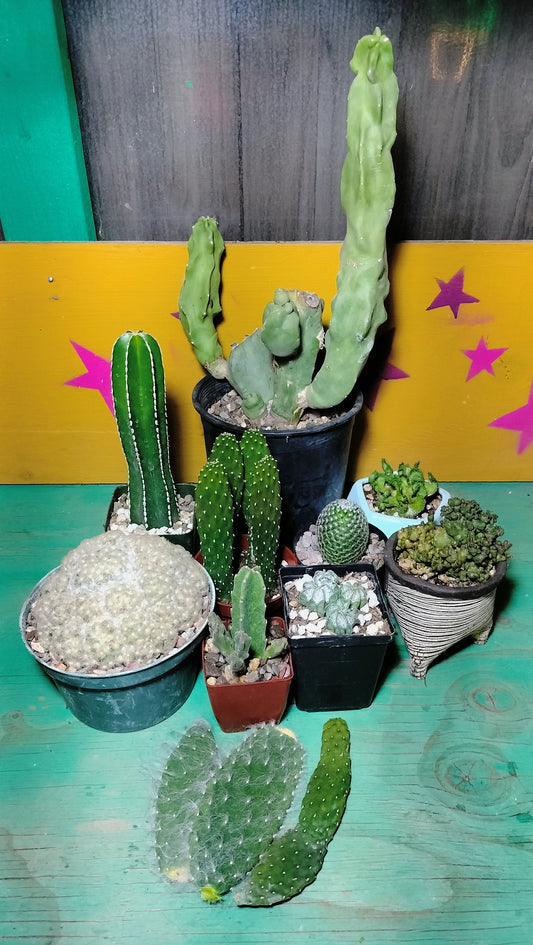 The Ouchless Box ~ Spineless Easy Handling Cactus Selection ~ Grower's Choice Succulent Mystery Box ~ Pet Safe Plants ~ Kid Friendly Cacti