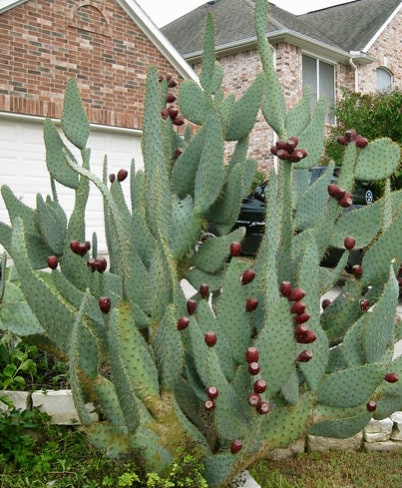 Opuntia Linguiformis "Cow's Tongue" - Yellow Flowering Prickly Pear - Fruiting Edible Desert Long Tall Padded Succulent Tree from Arizona