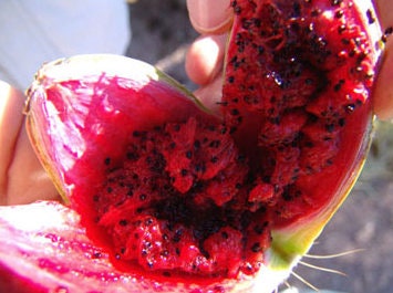 SEEDS for Saguaro Cactus - Carnegiea Gigantea - Authentic Native Arizona Sonoran Desert Cactus ~ Ethically Sourced Seeds for Germination