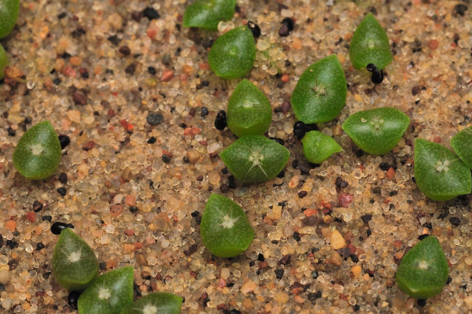 SEEDS for Saguaro Cactus - Carnegiea Gigantea - Authentic Native Arizona Sonoran Desert Cactus ~ Ethically Sourced Seeds for Germination