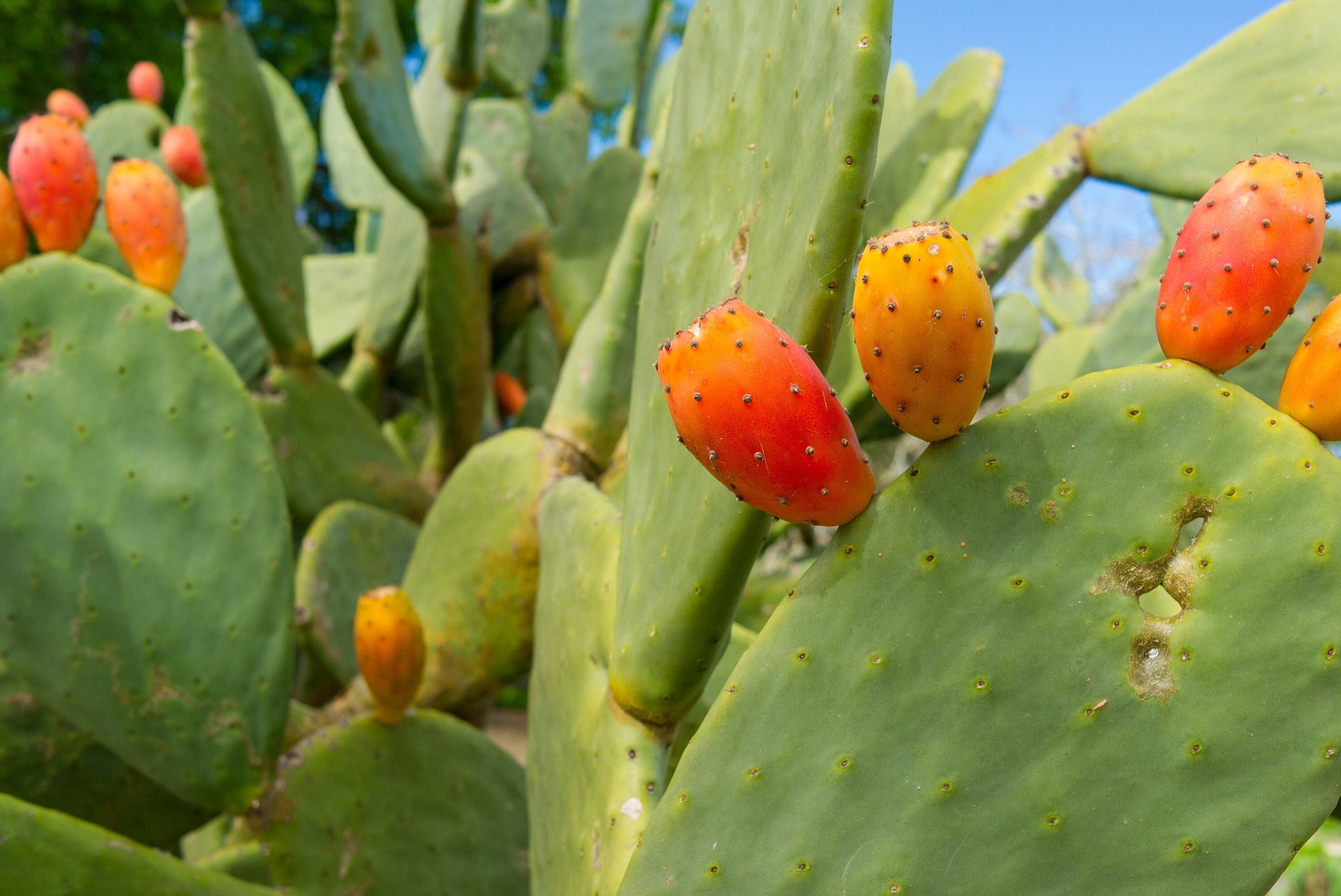 Spineless "Burbank" Prickly Pear - Opuntia Ficus-Indica 'Burbank Spineless' Nopal Cactus - Fruiting Edible Desert Padded Succulent Plant