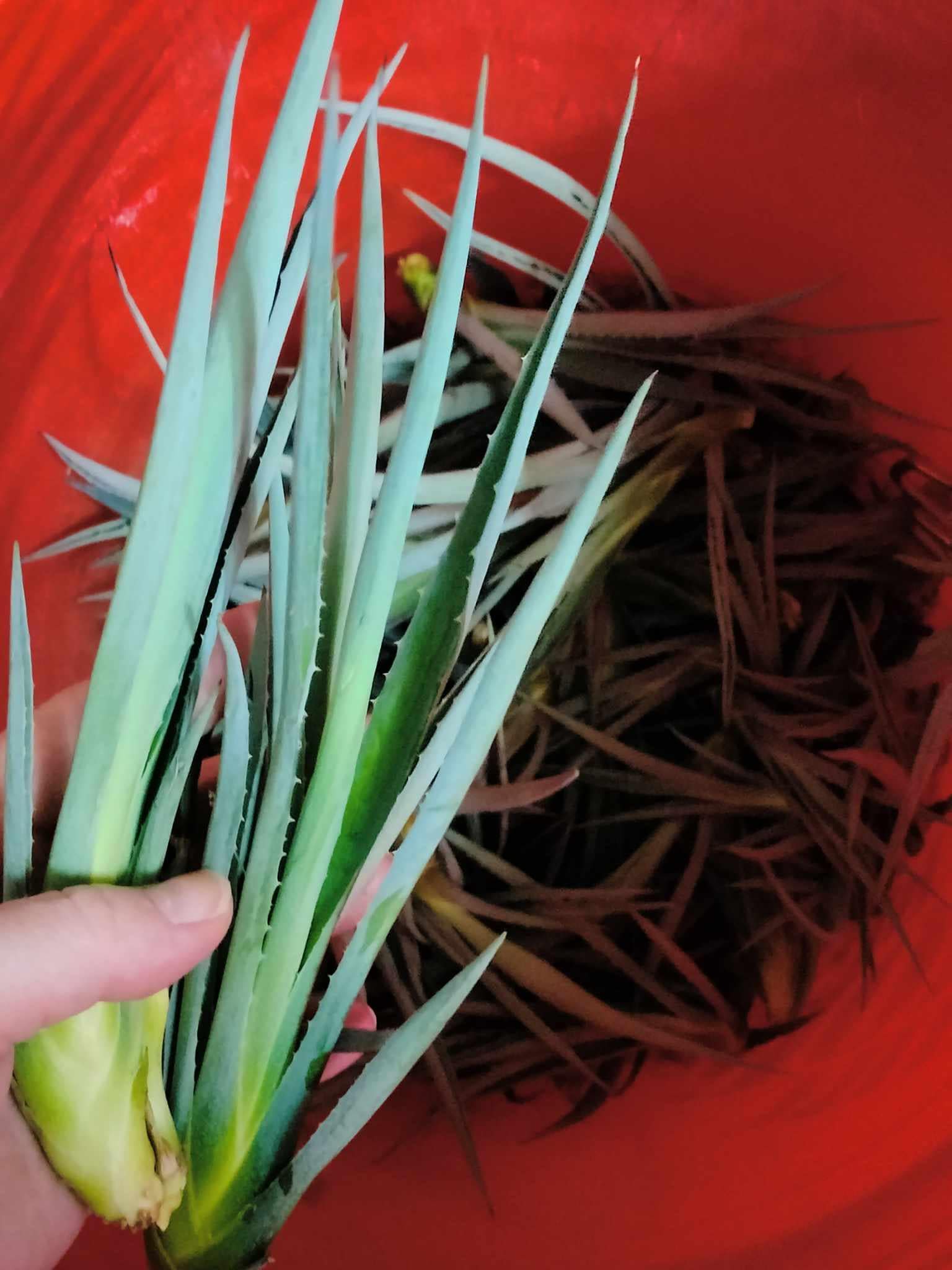 Blue Agave Century Plant ~ Agave Americana ~ Hardy Desert Succulent ~ Blue Century Plant Pups Bulbils from Arizona