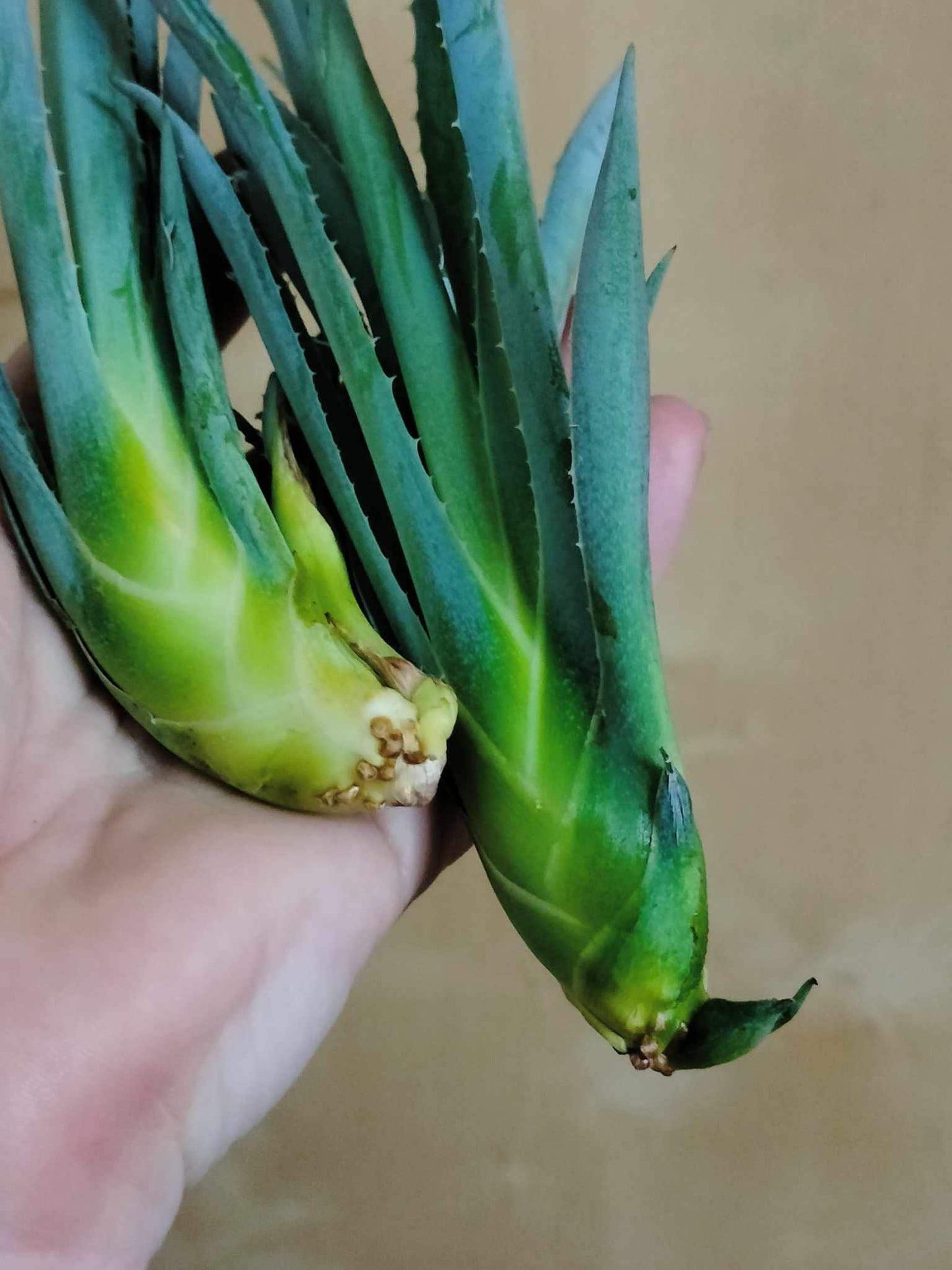 Blue Agave Century Plant ~ Agave Americana ~ Hardy Desert Succulent ~ Blue Century Plant Pups Bulbils from Arizona