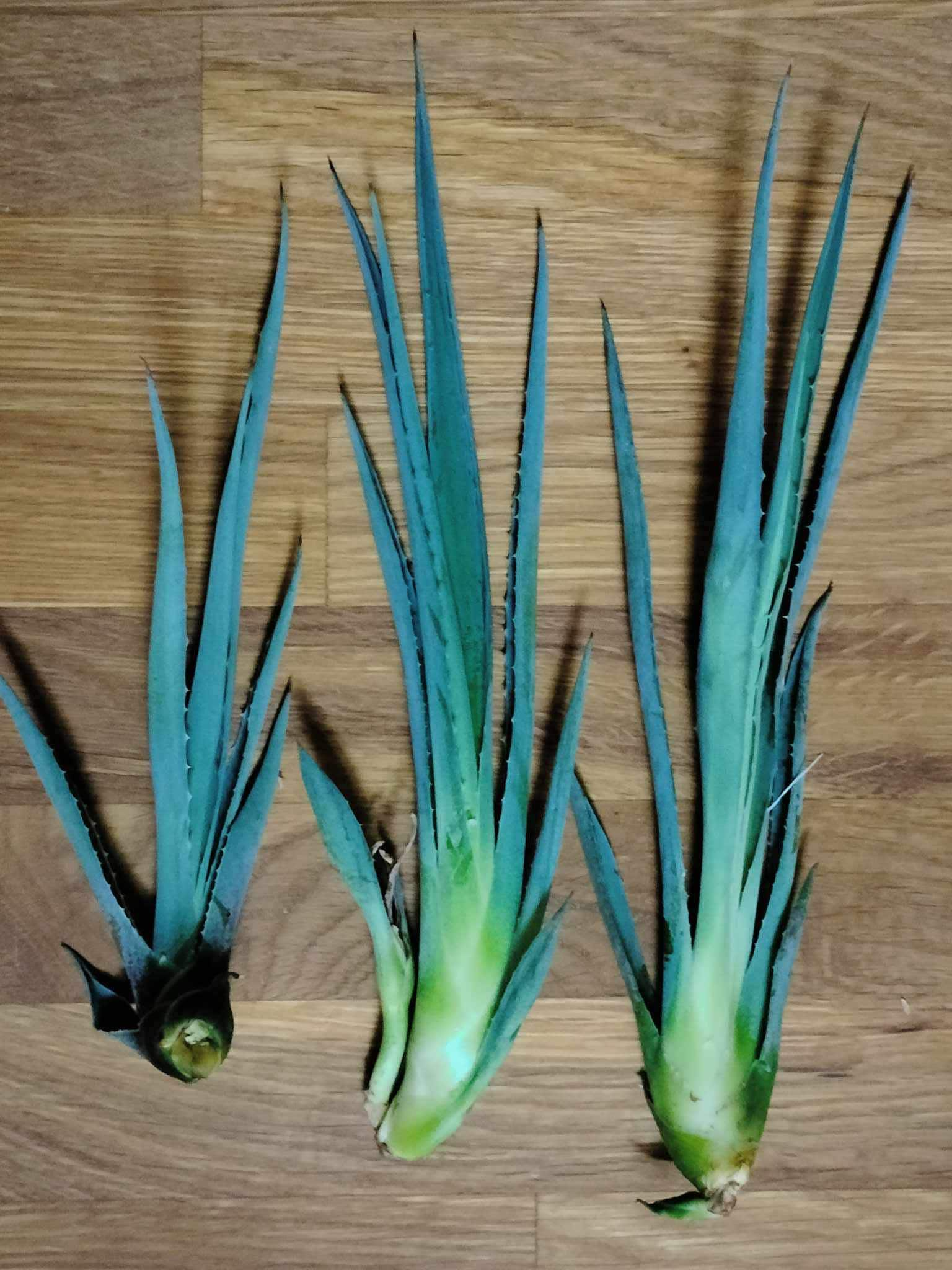 Blue Agave Century Plant ~ Agave Americana ~ Hardy Desert Succulent ~ Blue Century Plant Pups Bulbils from Arizona