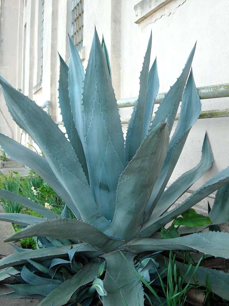 Blue Agave Century Plant ~ Agave Americana ~ Hardy Desert Succulent ~ Blue Century Plant Pups Bulbils from Arizona