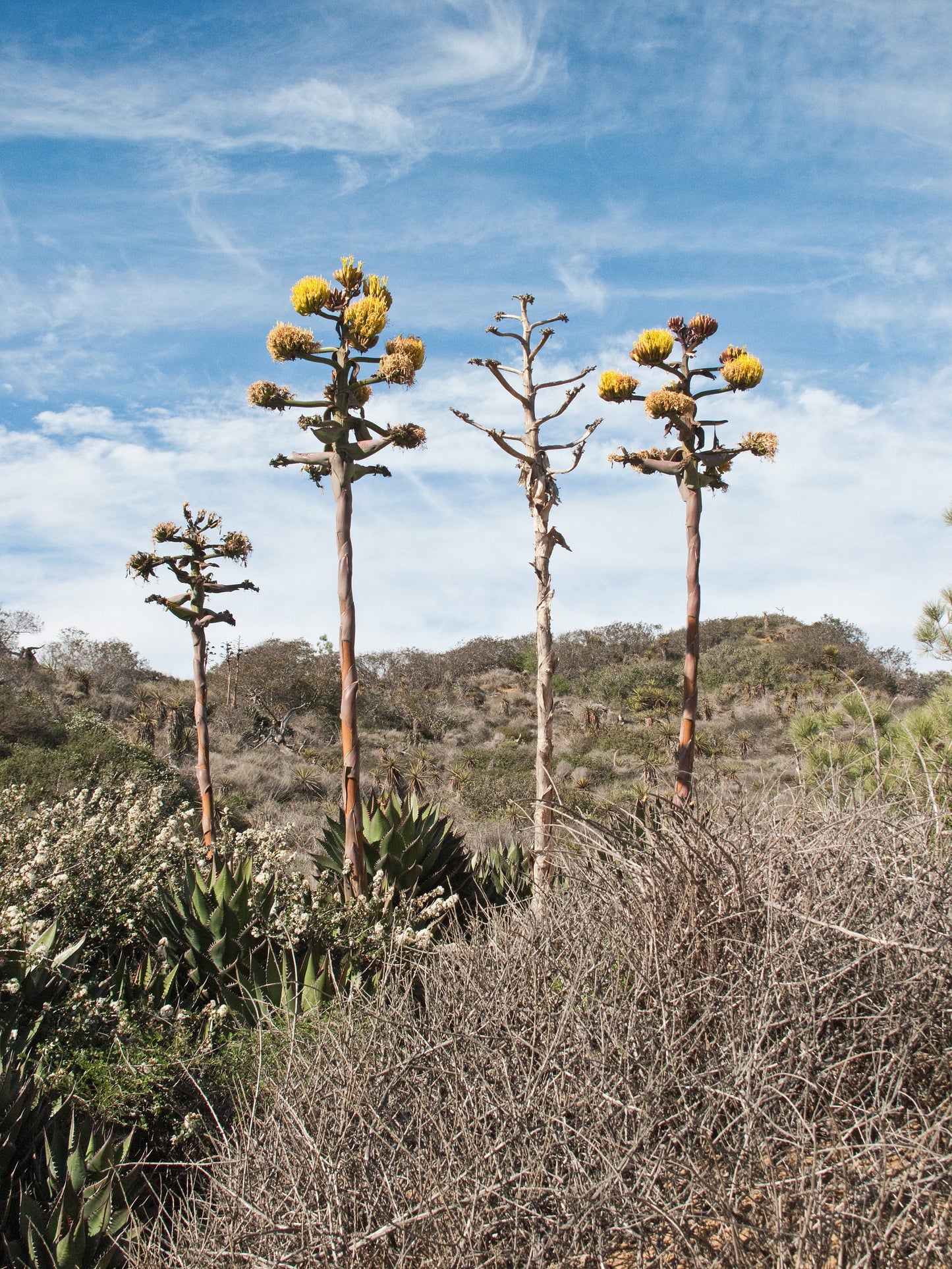 Blue Agave Century Plant ~ Agave Americana ~ Hardy Desert Succulent ~ Blue Century Plant Pups Bulbils from Arizona