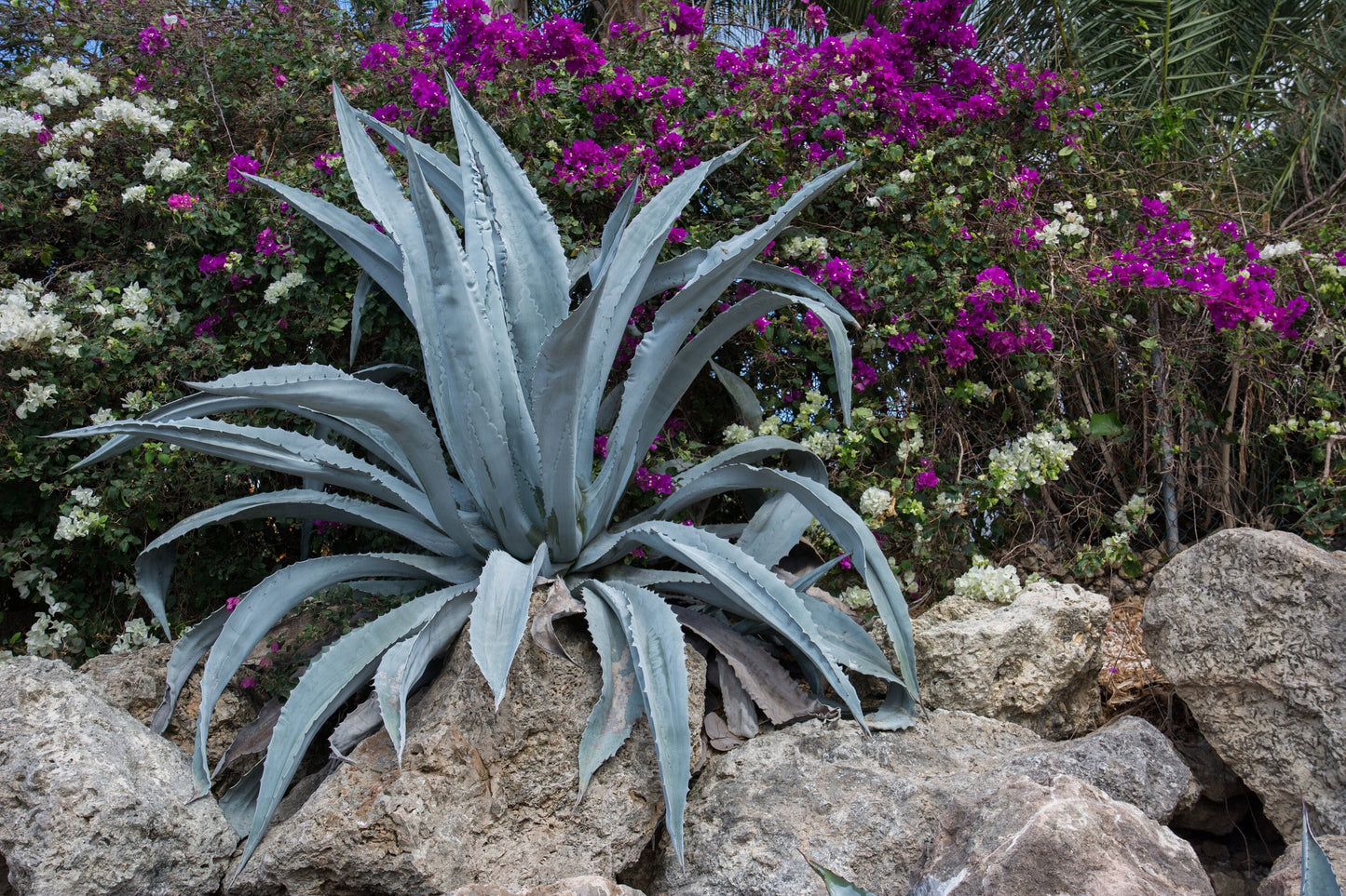 Blue Agave Century Plant ~ Agave Americana ~ Hardy Desert Succulent ~ Blue Century Plant Pups Bulbils from Arizona