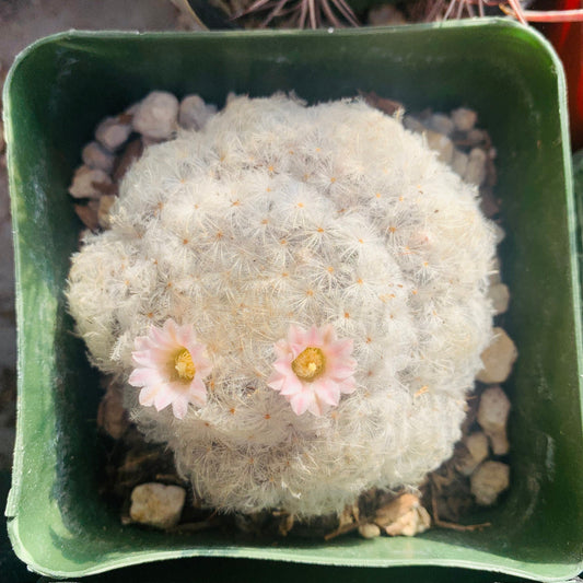 Feather Cactus Mammillaria Plumosa - Fuzzy Soft Spined Pink Flowering White Round Desert Succulent - Live Plant from Arizona