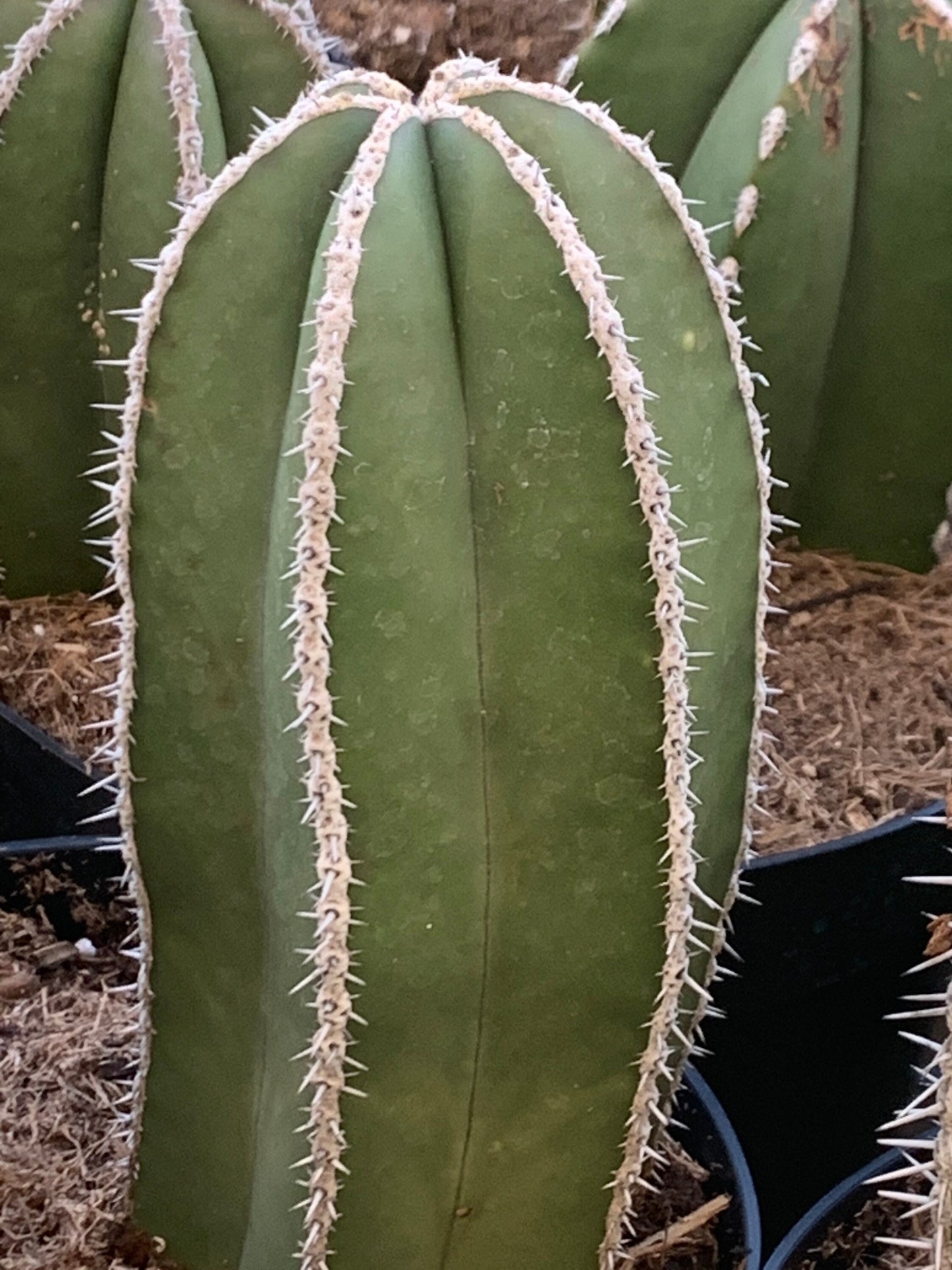 Mexican Fence Post Cactus ~ Lophocereus Pachycereus Marginatus ~ Tall Columnar Desert Cactus