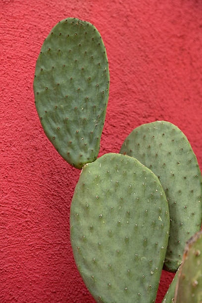 Spineless "Burbank" Prickly Pear - Opuntia Ficus-Indica 'Burbank Spineless' Nopal Cactus - Fruiting Edible Desert Padded Succulent Plant