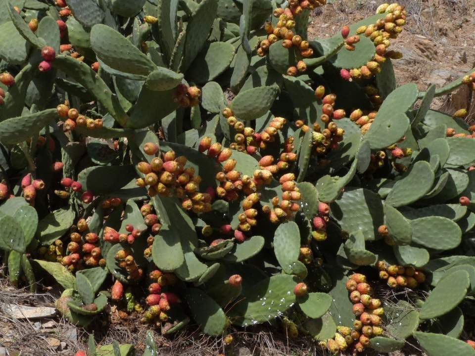 Spineless "Burbank" Prickly Pear - Opuntia Ficus-Indica 'Burbank Spineless' Nopal Cactus - Fruiting Edible Desert Padded Succulent Plant