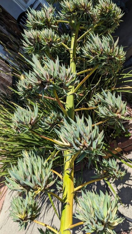 Blue Agave Century Plant ~ Agave Americana ~ Hardy Desert Succulent ~ Blue Century Plant Pups Bulbils from Arizona