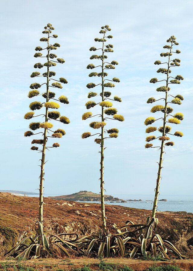 Blue Agave Century Plant ~ Agave Americana ~ Hardy Desert Succulent ~ Blue Century Plant Pups Bulbils from Arizona