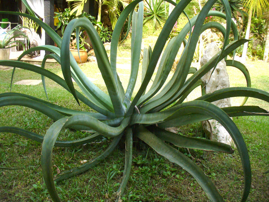 Octopus Agave ~ Agave Vilmoriniana ~ Hardy Desert Succulent ~ Century Plant Pups Bulbils from Arizona