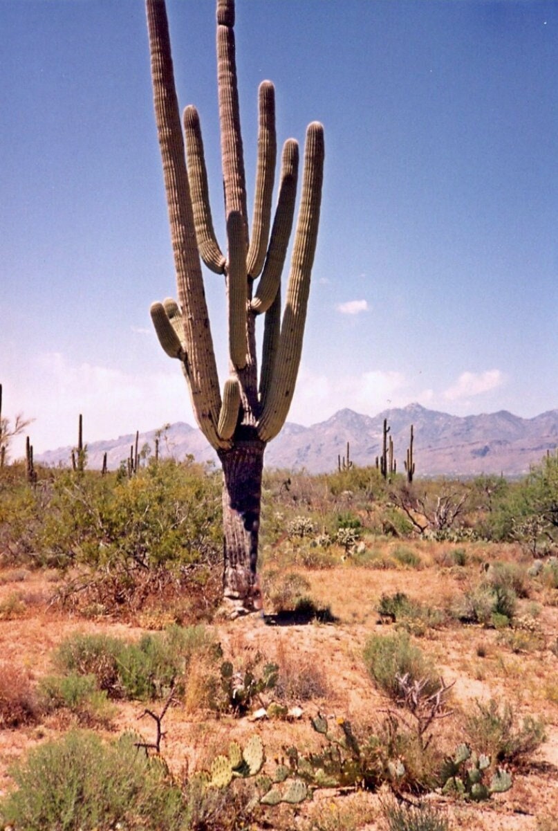 SEEDS for Saguaro Cactus - Carnegiea Gigantea - Authentic Native Arizona Sonoran Desert Cactus ~ Ethically Sourced Seeds for Germination