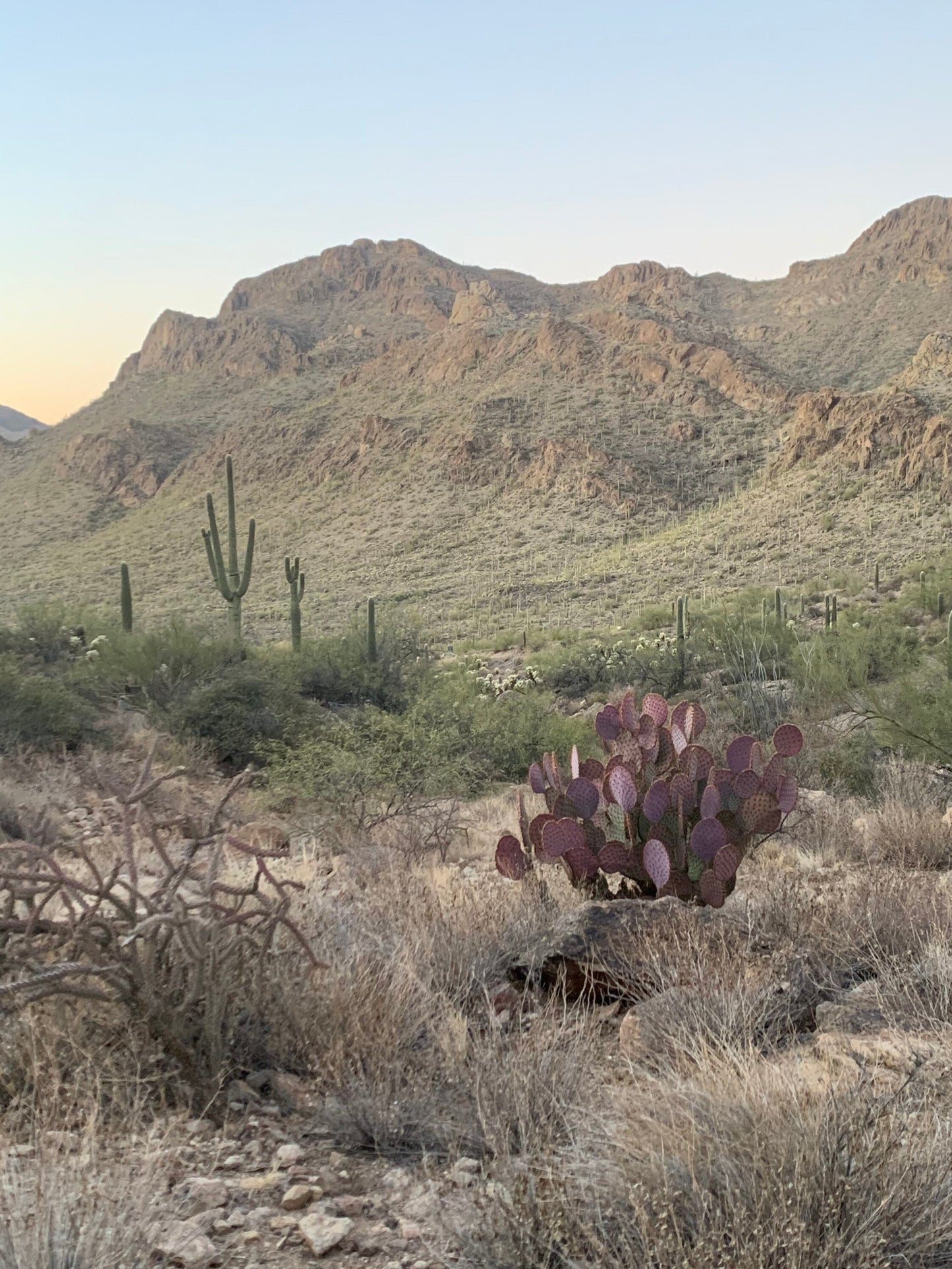 SEEDS for Rare Sonoran Purple Prickly Pear ~ Opuntia Gosseliniana ~ Pink Desert Cactus from Tucson Arizona~ Rare Native Extreme Purple Plant