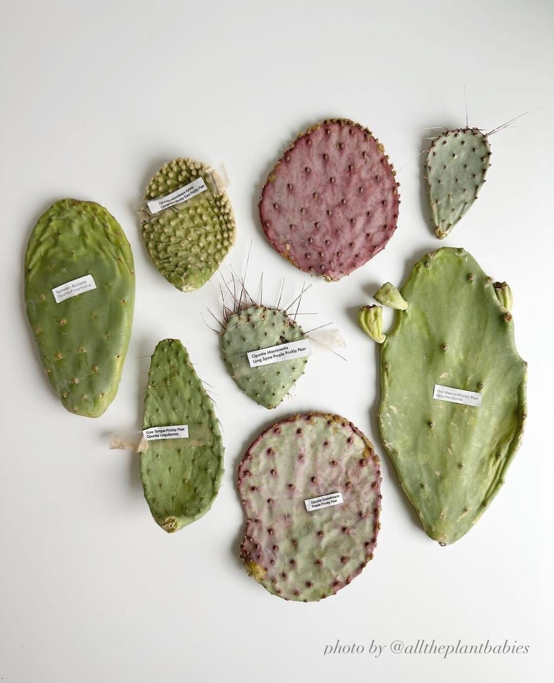 Prickly Pear Opuntia Variety Mystery Assortment Gift Box - Cactus Starter Kit ~ Succulent Desert Gardener Grower's Selection from Arizona