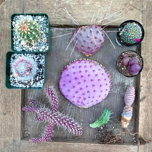 The Pinkle Box - Pink & Purple Only - Grower's Choice Selection of Colorful Desert Plants ~ Cactus Succulent Mystery Box