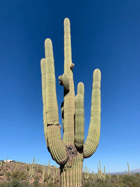 Saguaro Cactus - Authentic Giant Carnegiea Gigantea - Native Arizona Sonoran Desert Cactus ~ Ethically Seed Grown Protected Species