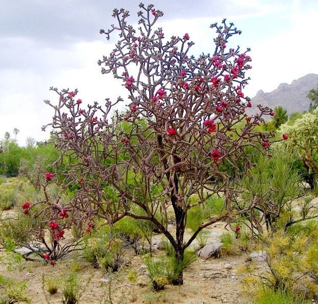 SEEDS for Purple Staghorn Cholla - Cylindropuntia Versicolor - Wild Grown Arizona Spiky Purple Desert Succulent Plant ~ Multicolor Blooms