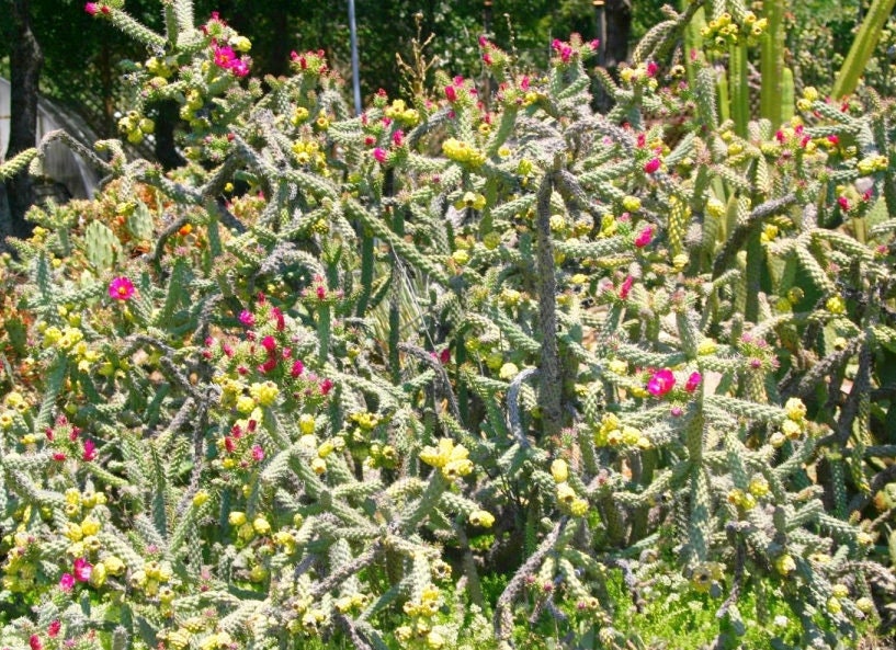 Purple Cane Cholla - WalkingStick Cactus - Cylindropuntia Spinosior - Edible Medicinal Native Sonoran Desert Plant - Purple Flowers