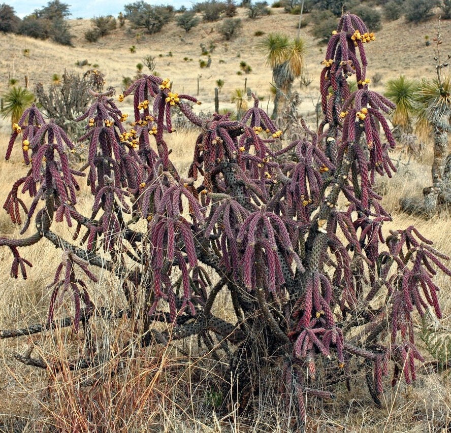 Purple Cane Cholla - WalkingStick Cactus - Cylindropuntia Spinosior - Edible Medicinal Native Sonoran Desert Plant - Purple Flowers