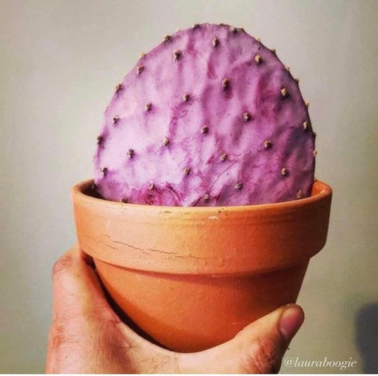 Rare Sonoran Purple Prickly Pear ~ Opuntia Gosseliniana ~ Pink Desert Cactus from Tucson Arizona~ Rare Native Extreme Purple Cactus Pads