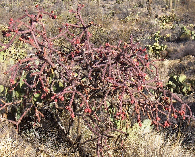 SEEDS for Purple Staghorn Cholla - Cylindropuntia Versicolor - Wild Grown Arizona Spiky Purple Desert Succulent Plant ~ Multicolor Blooms