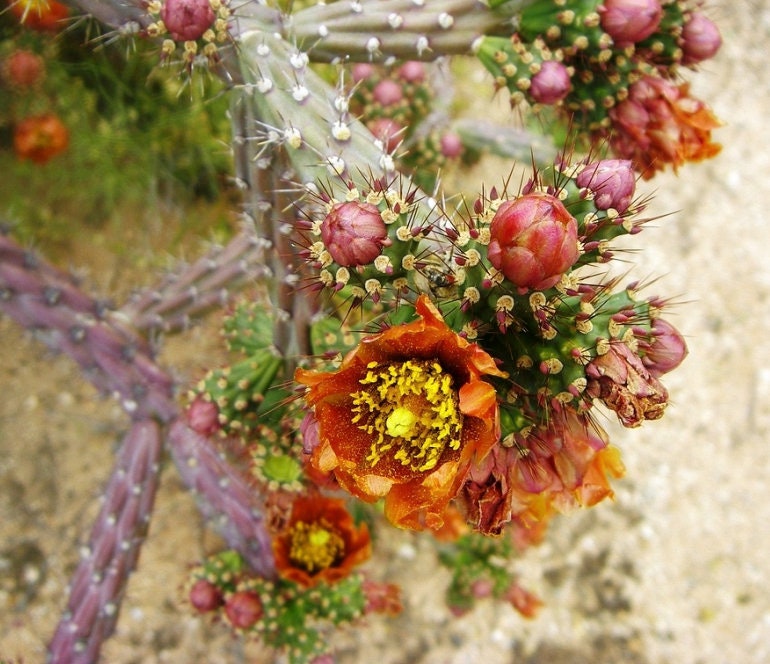 SEEDS for Purple Staghorn Cholla - Cylindropuntia Versicolor - Wild Grown Arizona Spiky Purple Desert Succulent Plant ~ Multicolor Blooms