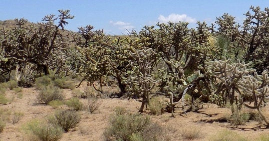 Purple Cane Cholla - WalkingStick Cactus - Cylindropuntia Spinosior - Edible Medicinal Native Sonoran Desert Plant - Purple Flowers