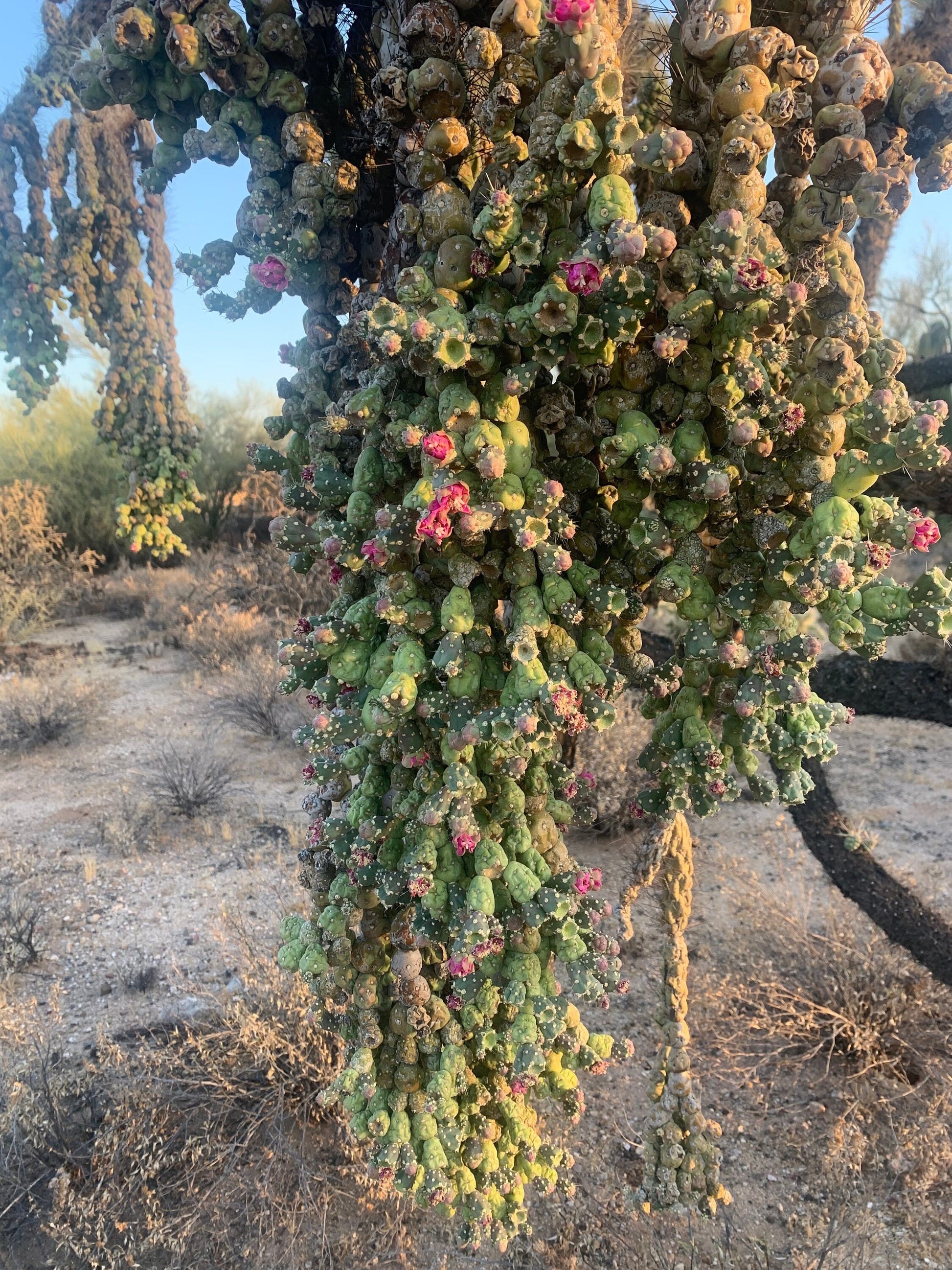 Hangfruit Cholla - Cylindropuntia Fulgida - Jumping Cholla - Chainfruit Edible Medicinal Sonoran Desert Succulent ~ Pink Buds & Blooms