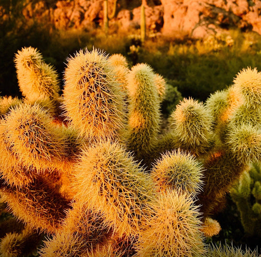 Cholla Cactus Variety Mystery Assortment Gift Box - VERY SPIKYCactus Starter Kit ~ Succulent Desert Gardener Grower's Selection from Arizona