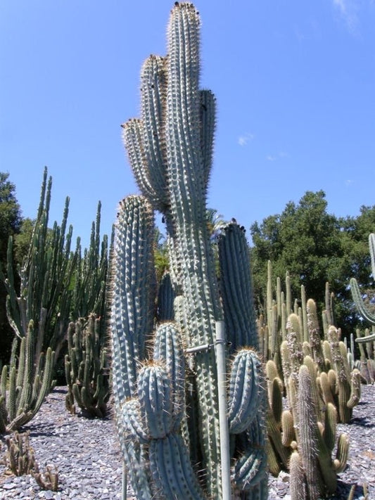 Azureocereus Browningia Hertlingiana - Rare Deep Blue Cereus Columnar Tall Teal Desert Cactus ~ White Blooming Live Plant from Arizona