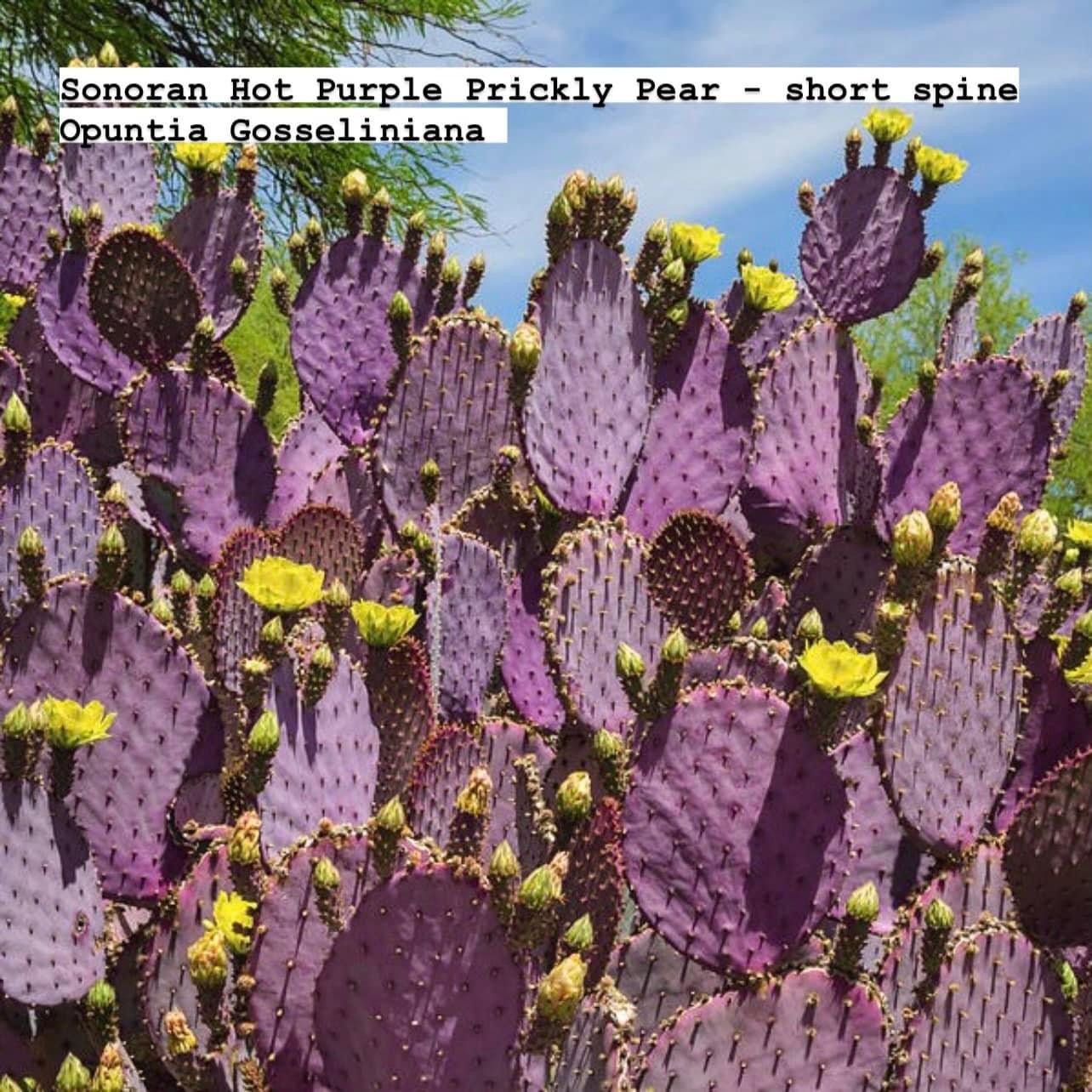 Prickly Pear Opuntia Pads ~ Succulent Desert Gardener Grower's Selections from Arizona ~ Bulk Wholesale Landscaping Starter Cuttings