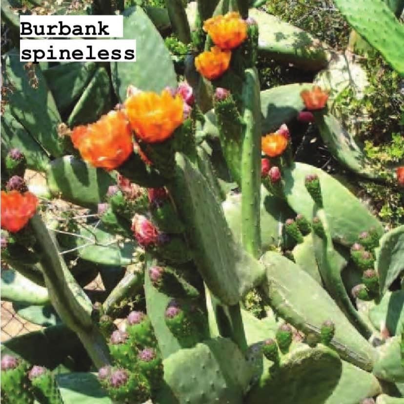 Prickly Pear Opuntia Pads ~ Succulent Desert Gardener Grower's Selections from Arizona ~ Bulk Wholesale Landscaping Starter Cuttings