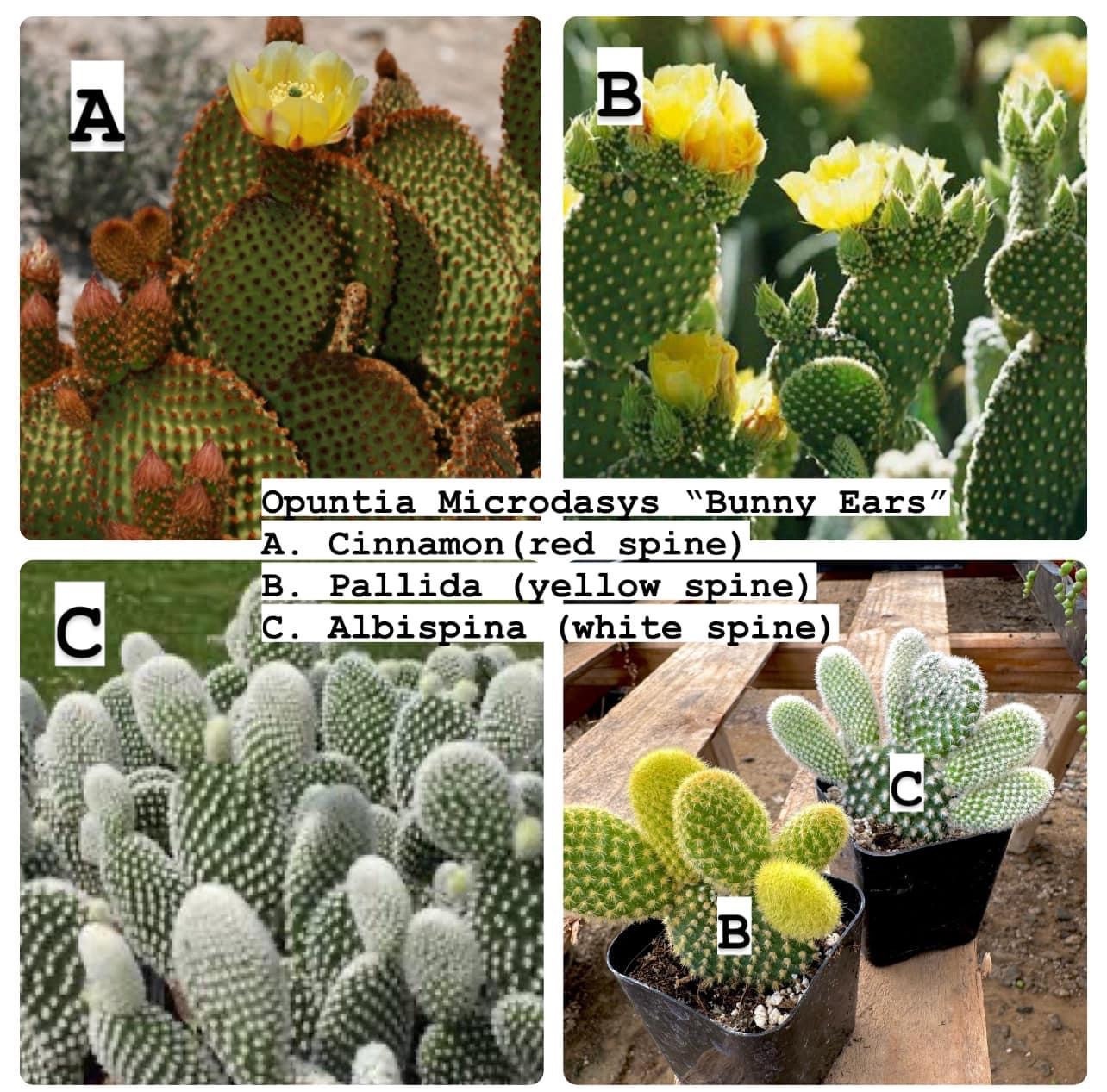 Prickly Pear Opuntia Pads ~ Succulent Desert Gardener Grower's Selections from Arizona ~ Bulk Wholesale Landscaping Starter Cuttings