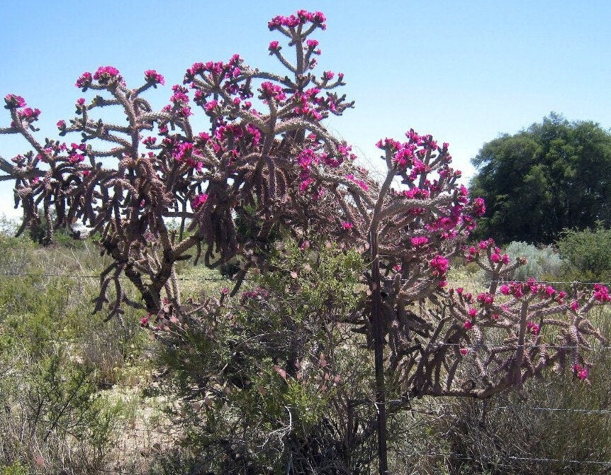 Purple Cane Cholla - WalkingStick Cactus - Cylindropuntia Spinosior - Edible Medicinal Native Sonoran Desert Plant - Purple Flowers