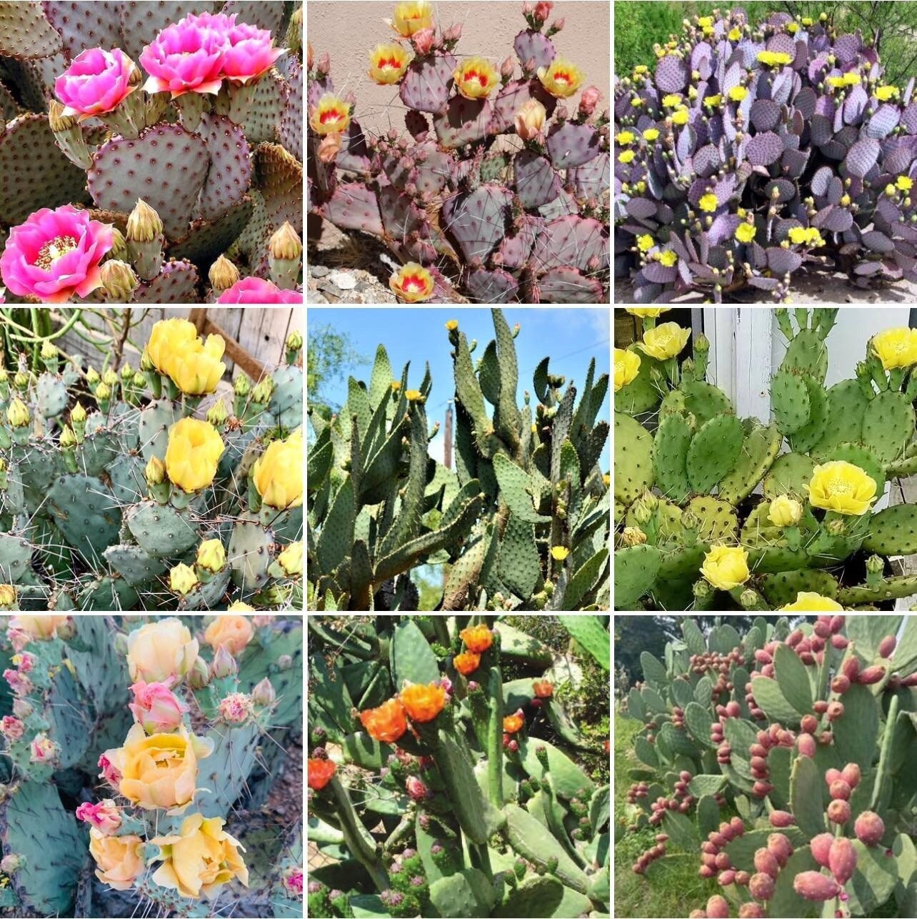 Prickly Pear Opuntia Pads ~ Succulent Desert Gardener Grower's Selections from Arizona ~ Bulk Wholesale Landscaping Starter Cuttings