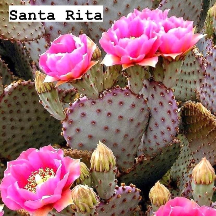 Prickly Pear Opuntia Pads ~ Succulent Desert Gardener Grower's Selections from Arizona ~ Bulk Wholesale Landscaping Starter Cuttings