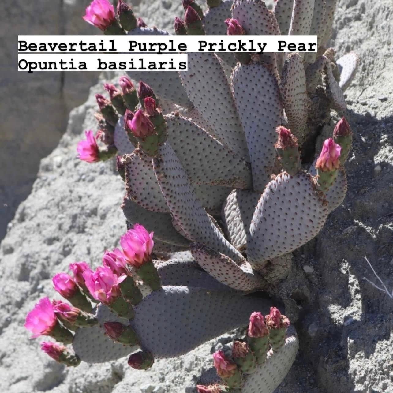 Prickly Pear Opuntia Pads ~ Succulent Desert Gardener Grower's Selections from Arizona ~ Bulk Wholesale Landscaping Starter Cuttings