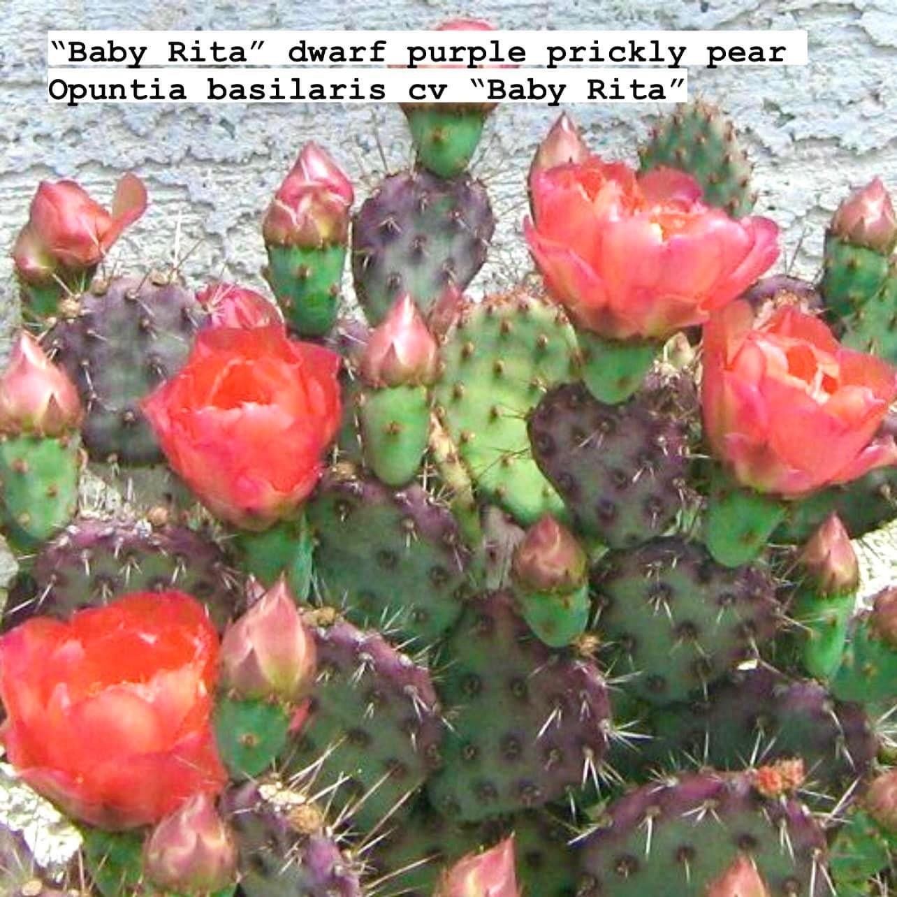 Prickly Pear Opuntia Pads ~ Succulent Desert Gardener Grower's Selections from Arizona ~ Bulk Wholesale Landscaping Starter Cuttings