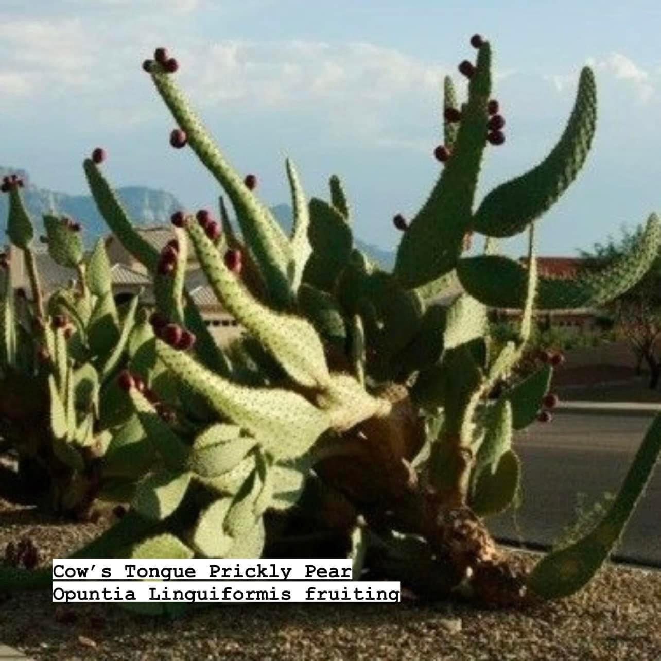 Prickly Pear Opuntia Pads ~ Succulent Desert Gardener Grower's Selections from Arizona ~ Bulk Wholesale Landscaping Starter Cuttings