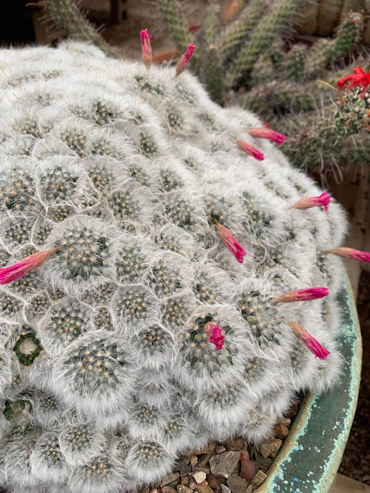 Mammillaria Bocasana - Pink Flowering Pincushion Desert Cactus Plant ~ Fuzzy Round Blooming Succulent