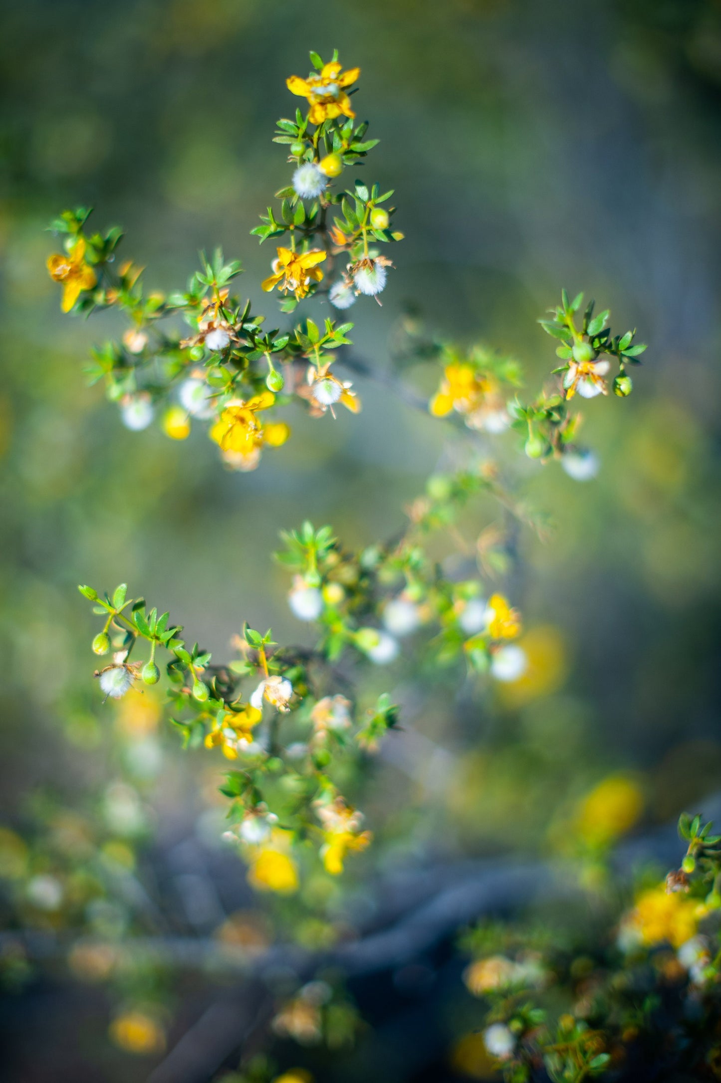 Creosote Bundles ~ Desert Rain Plant ~ Chaparral Bush ~ Raw Bouquet Bundles ~ Larrea Tridentata ~ Yellow Flowering Sonoran Desert Greasewood