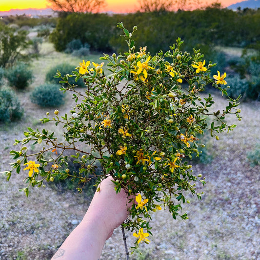 Creosote Bundles ~ Desert Rain Plant ~ Chaparral Bush ~ Raw Bouquet Bundles ~ Larrea Tridentata ~ Yellow Flowering Sonoran Desert Greasewood