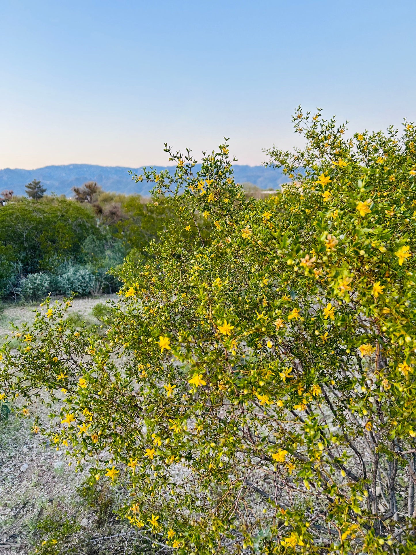 Creosote Bundles ~ Desert Rain Plant ~ Chaparral Bush ~ Raw Bouquet Bundles ~ Larrea Tridentata ~ Yellow Flowering Sonoran Desert Greasewood