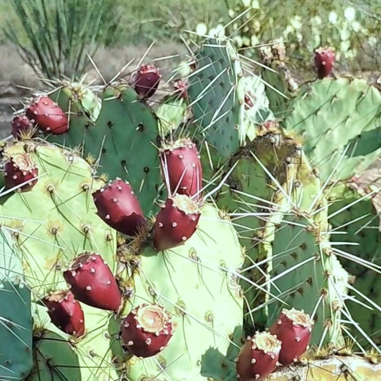 SEEDS for Opuntia Engelmanii cv. "Twilight Zone" - Pink & Cream Flowering Prickly Pear - Fruiting Wild Edible Desert Plant from Arizona