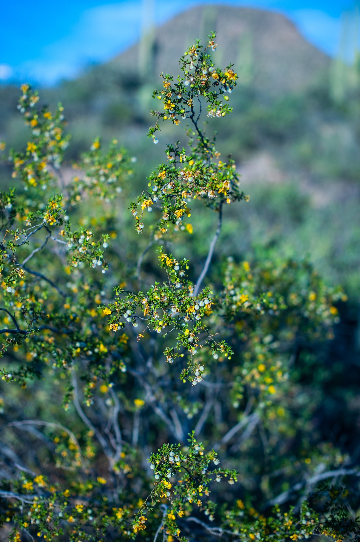 Creosote Bundles ~ Desert Rain Plant ~ Chaparral Bush ~ Raw Bouquet Bundles ~ Larrea Tridentata ~ Yellow Flowering Sonoran Desert Greasewood